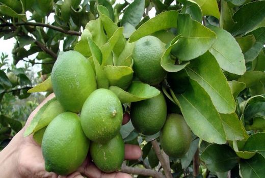 تولید بیش از 50 هزار تن لیموترش در استان بوشهر