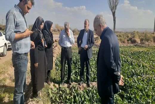 تحقق ۱۰۶ درصدی تعهد کشت دانه روغنی کلزا در شهرستان اسکو  