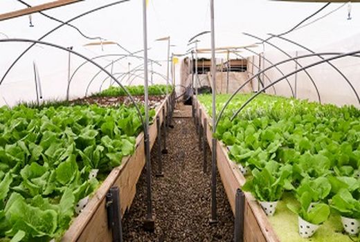 توسعه و بهره‌برداری  4600هکتار گلخانه در سال جهش تولید 