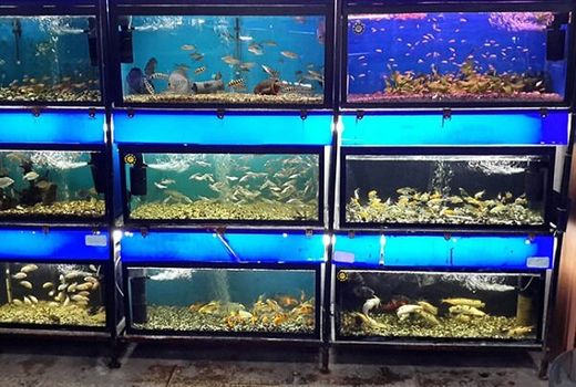 تولید ۱۷۰ گونه ماهی زینتی در استان اصفهان/ صادرات به اروپا کلید خورد