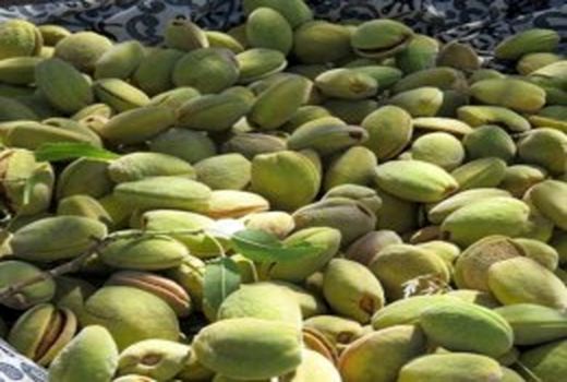 تولید بالغ بر 6 هزار تن بادام از سطح باغات خراسان جنوبی