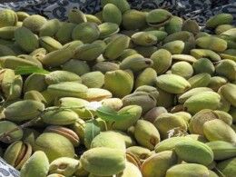 تولید بالغ بر 6 هزار تن بادام از سطح باغات خراسان جنوبی