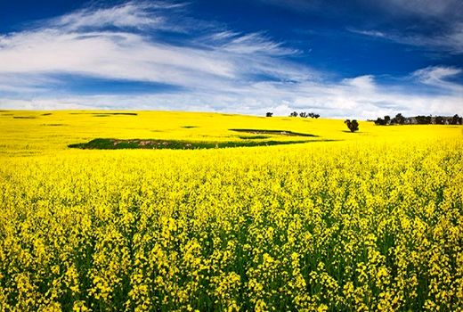 بهترین زمان کشت کلزا در کرمانشاه از اواسط شهریورماه 