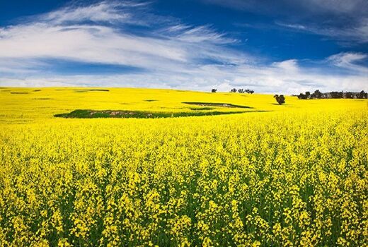 بهترین زمان کشت کلزا در کرمانشاه از اواسط شهریورماه 