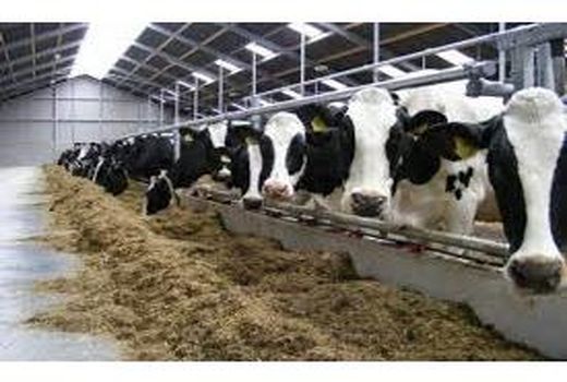 فعالیت 143 هزار راس دام در تنکابن