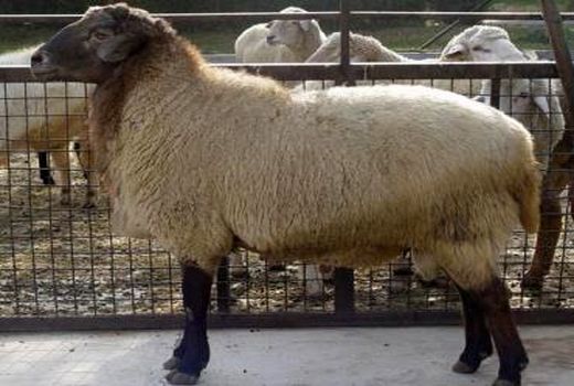 ورود دام‌های اسپانیایی به سرخه 