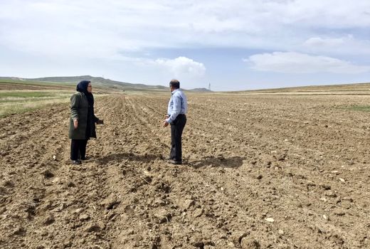 کشت آزمایشی ارقام جدید نخود علوفه‌ای در سطح ۳۰ هکتار از اراضی دیم  بستان‌آباد