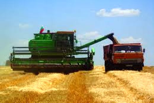 رشد ۲۵ درصدی قیمت گندم در بلغارستان 