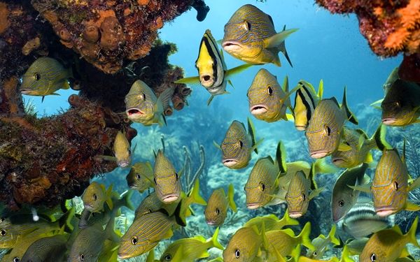 کاهش تنوع گونه‌های ماهی با ارزش تجاری