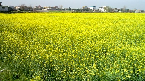 رشد 5 برابری تولید کلزا در مهران