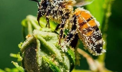 لزوم توجه بیشتر به حفاظت از گرده‌افشان‌ها در سیاست‌گذاری‌های محیط‌زیستی و کشاورزی
