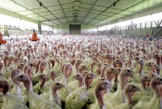 پیگیری برای تشکیل اتحادیه بوقلمون