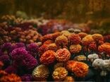 جشن رنگ و زندگی در پاییز تهران