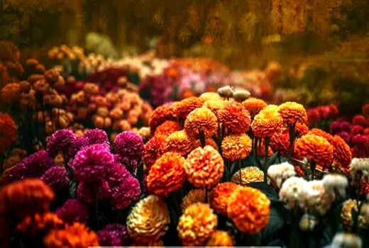 جشن رنگ و زندگی در پاییز تهران