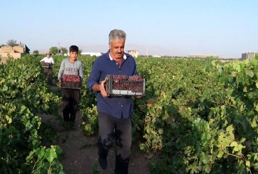 مبارکه نخستین تولید کننده انگور در استان اصفهان