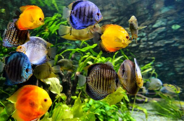 تولید 450 هزار قطعه ماهی زینتی در چهارمحال و بختیاری