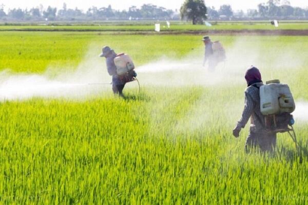 ۲۳۴ هزار هکتار از مزارع بیجار سمپاشی شد