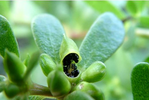 پایان برداشت 9 تن  بذر خرفه در بیضاء