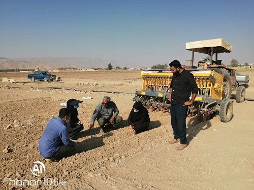 کاشت کلزا در فسا تا اواخر آبان ماه 