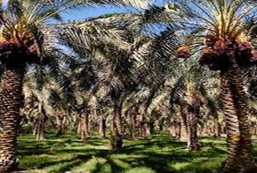در سال جاری 14 هزار میلیارد ریال خسارت به نخلستانهای استان وارد شد