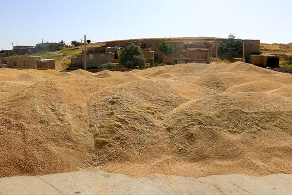 ۲۵۰ هزار تن گندم از کشاورزان کردستانی خریداری شد