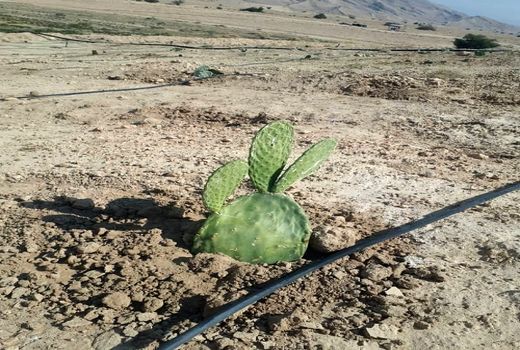 کاکتوس اپونتیا به قیروکارزین رسید