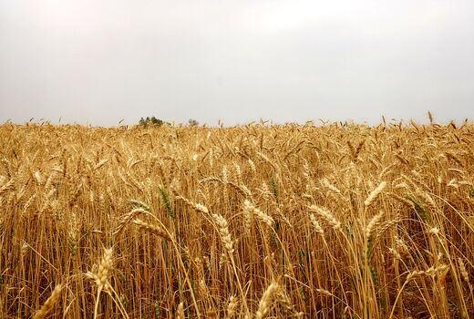 تشکیل  باشگاه گندم یاران در خوزستان  برای افزایش خوداتکایی و کشاورزی پایدار