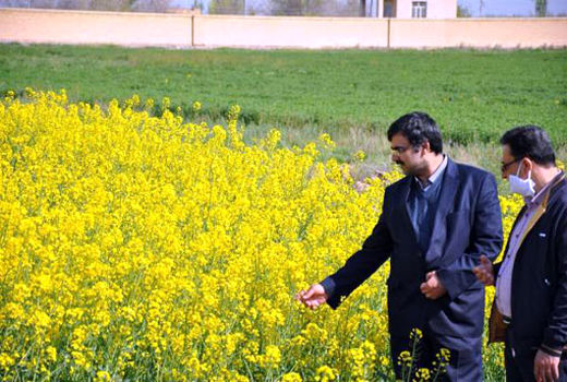 بازدید رئیس مرکز تحقیقات و آموزش کشاورزی  آذربایجان شرقی از پروژه دانه های روغنی در مرکز خسروشاه