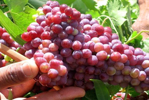 آغاز برداشت زودرس‌ترین انگور کشور از تاکستان‌های سیستان و بلوچستان