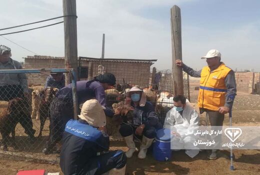 واکسیناسیون ۳ هزار نوبت سر دام سبک و سنگین در دزفول