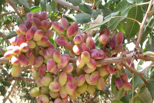 برگزاری کلاس آموزشی مدیریت باغات پسته در بخش گلباف