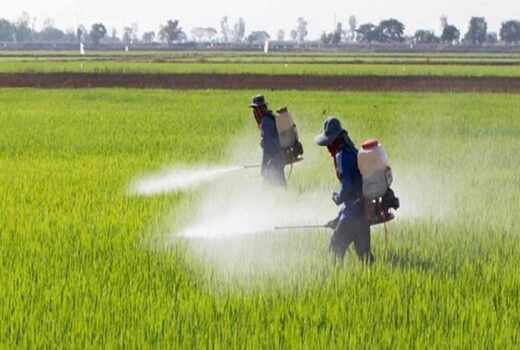 مبارزه با آفت سن غلات و علف‌های هرز درسطح 12 هزار هکتار از مزارع ارومیه