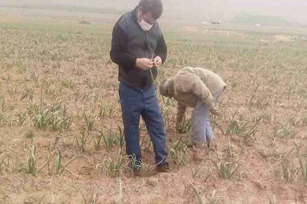 کشت موسیر در ۱.۵ هکتار از مزارع کشاورزی دهاقان