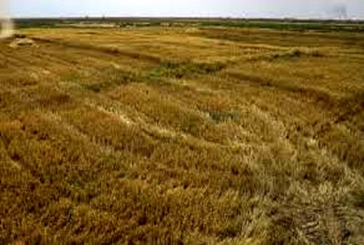 طرح جهش تولید برای 7 هزار هکتار از دیمزارهای بیضا 