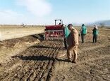 کشت بیش از 150 هکتار گندم به روش کشت مستقیم در شهرستان نمین
