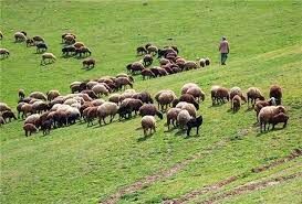تمدید مهلت برای صدور مجوز چرای دام در مراتع خراسان شمالی 