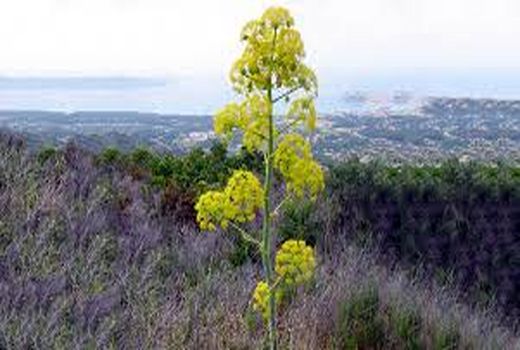 کشت گیاهان دارویی در مراتع سلح چین سمیرم