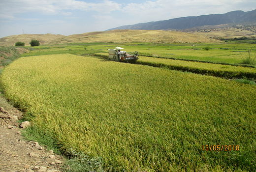 تولید بیش از 5 هزار تن برنج سفید در این شهرستان 