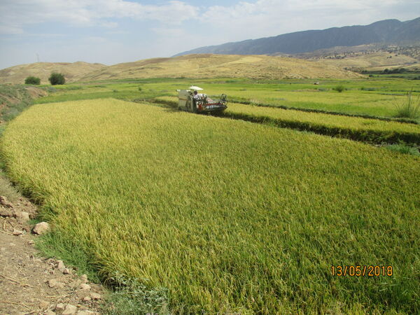 تولید بیش از 5 هزار تن برنج سفید در این شهرستان 