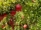 درآمد هزار میلیارد ریالی از فروش انار مرغوب کاشان