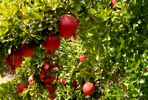 درآمد هزار میلیارد ریالی از فروش انار مرغوب کاشان