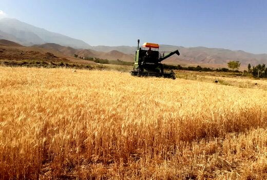 خرید یک هزار تن گندم مازاد بر نیاز کشاورزان در جلفا 