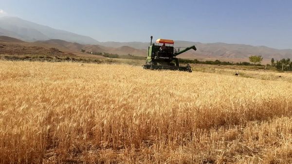 خرید یک هزار تن گندم مازاد بر نیاز کشاورزان در جلفا