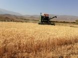 خرید یک هزار تن گندم مازاد بر نیاز کشاورزان در جلفا 