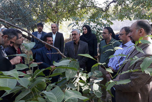 طرح اصلاح و نوسازی باغات درجه 2 در شهرستان تبریز اجرا می شود