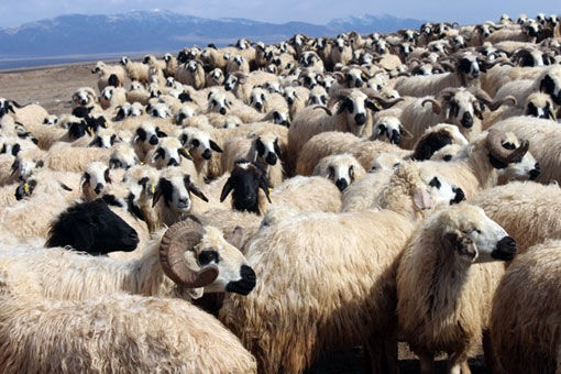 آغاز برداشت پشم از نژاد قوچ ماکویی در شهرستان مرند