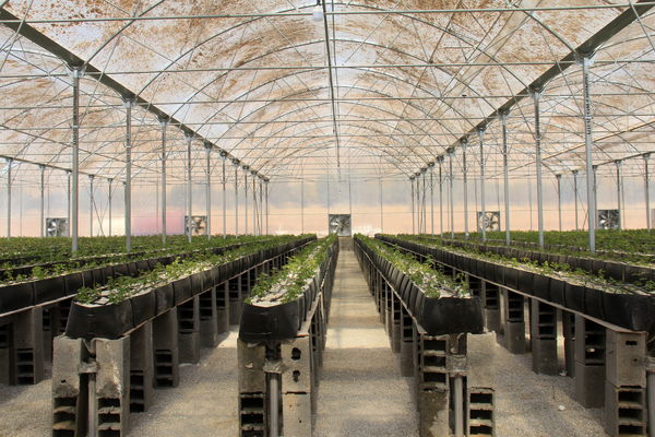 جهش گلخانه‌ای در چهارمحال و بختیاری