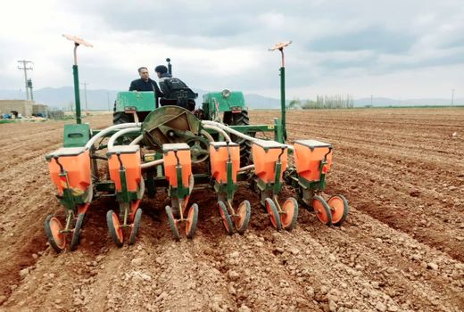 افزایش ۳۵ درصدی کشت چغندر قند در اقلید با حمایت کارخانجات قند