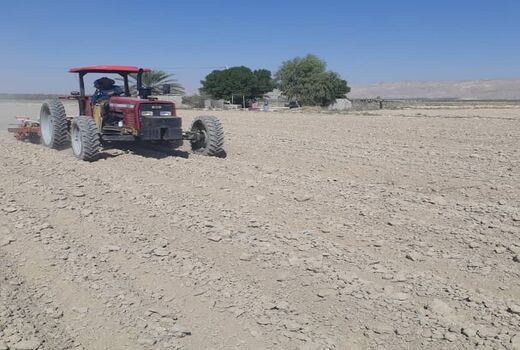 پیش‌بینی کاشت دو برابری چغندر قند در شهرستان رستم