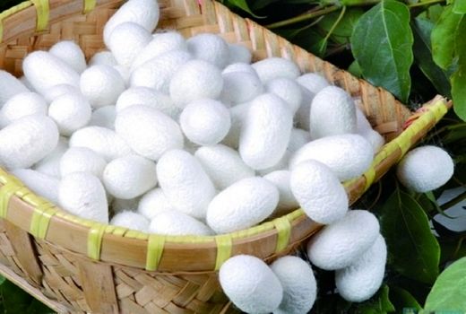 میزان تولید پیله تر کرم ابریشم در استان آذربایجان شرقی به مرز 7 تن رسید